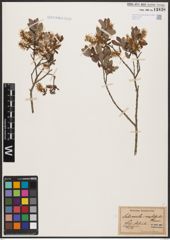 Foto von Salix aurita L. x Salix myrtilloides L.